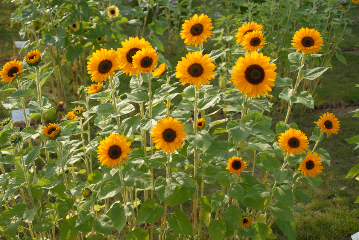 Summertime mix F1 Sunflower